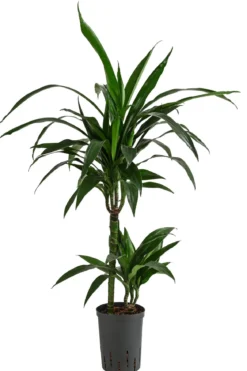 Drachenbaum - Dracaena 'Janet Lind', Hydrokultur