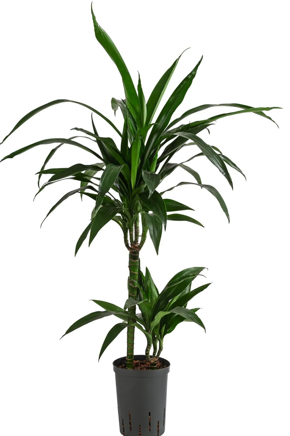 Drachenbaum - Dracaena 'Janet Lind', Hydrokultur