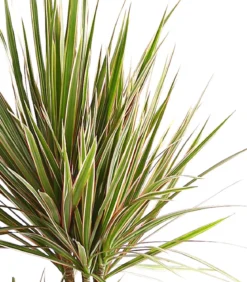 Drachenbaum - Dracaena marginata 'Bicolor'