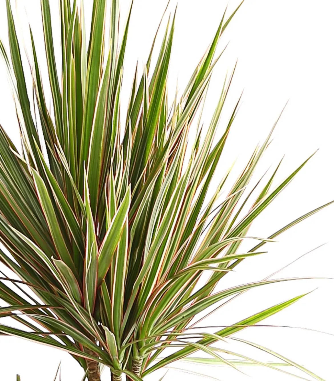 Drachenbaum - Dracaena marginata 'Bicolor'