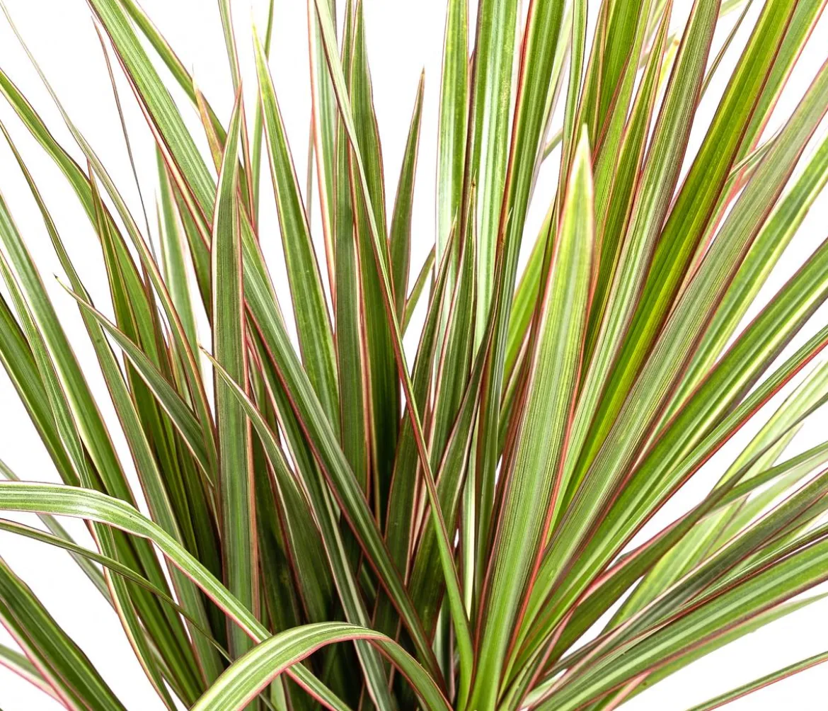 Drachenbaum - Dracaena marginata 'Bicolor'