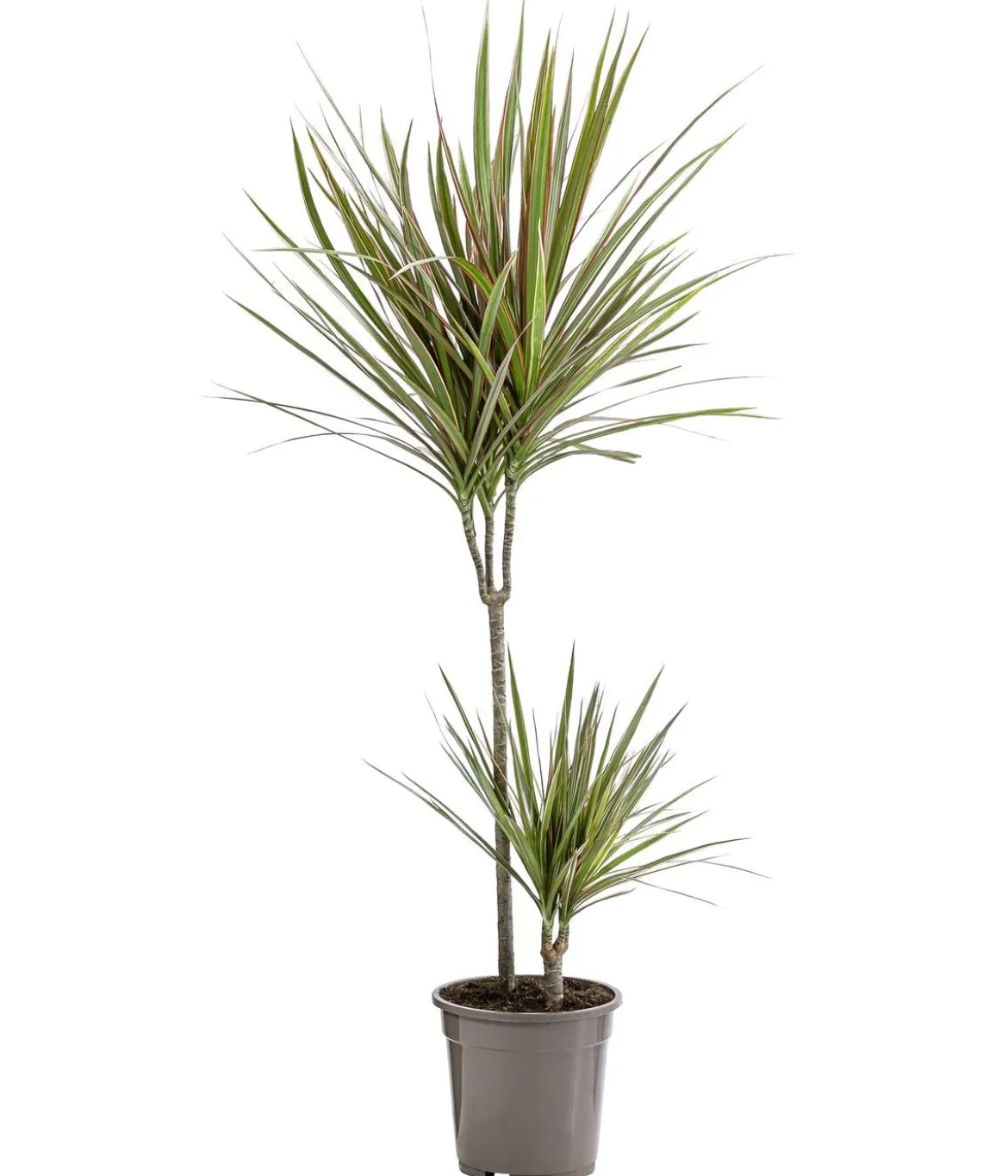 Drachenbaum - Dracaena marginata 'Bicolor'
