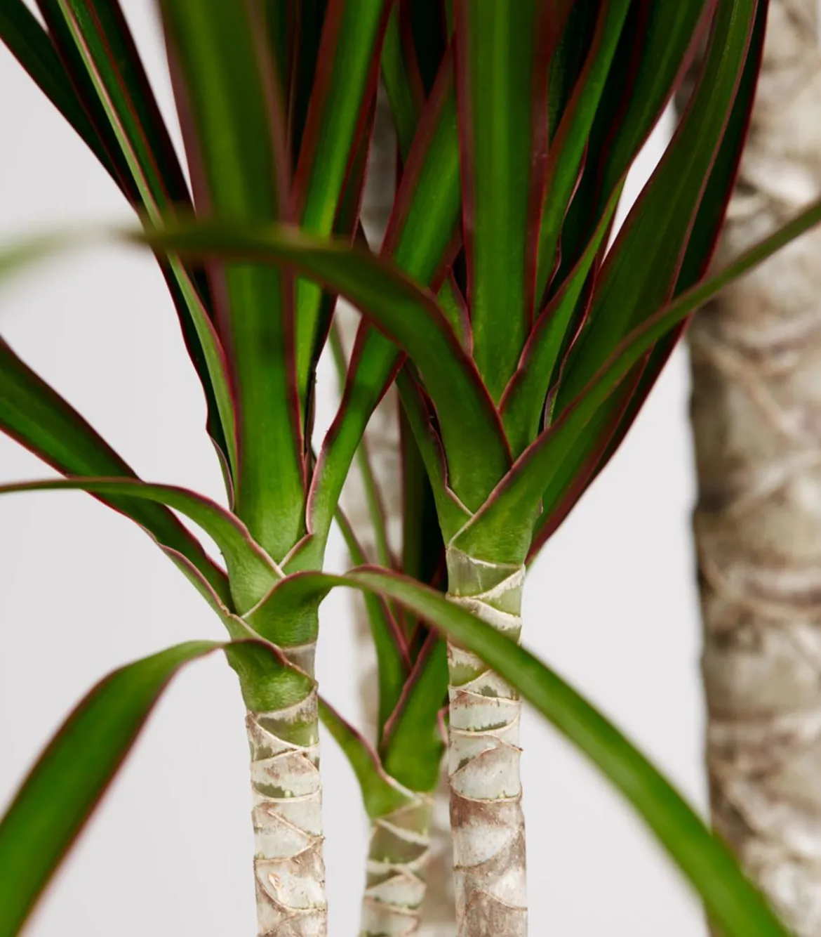 Drachenbaum - Dracaena marginata