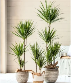 Drachenbaum - Dracaena marginata