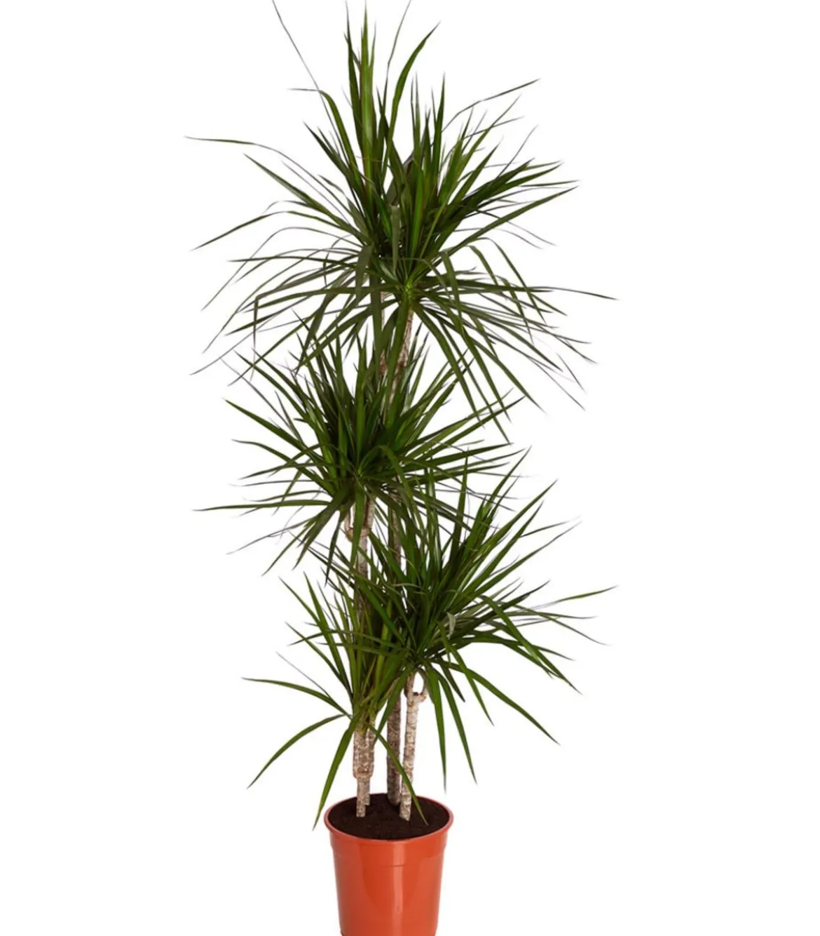 Drachenbaum - Dracaena marginata
