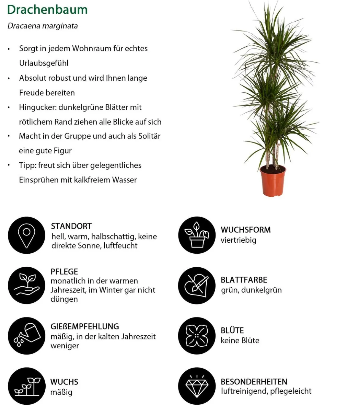 Drachenbaum - Dracaena marginata