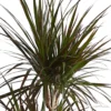 Drachenbaum - Dracaena marginata 'Magenta'
