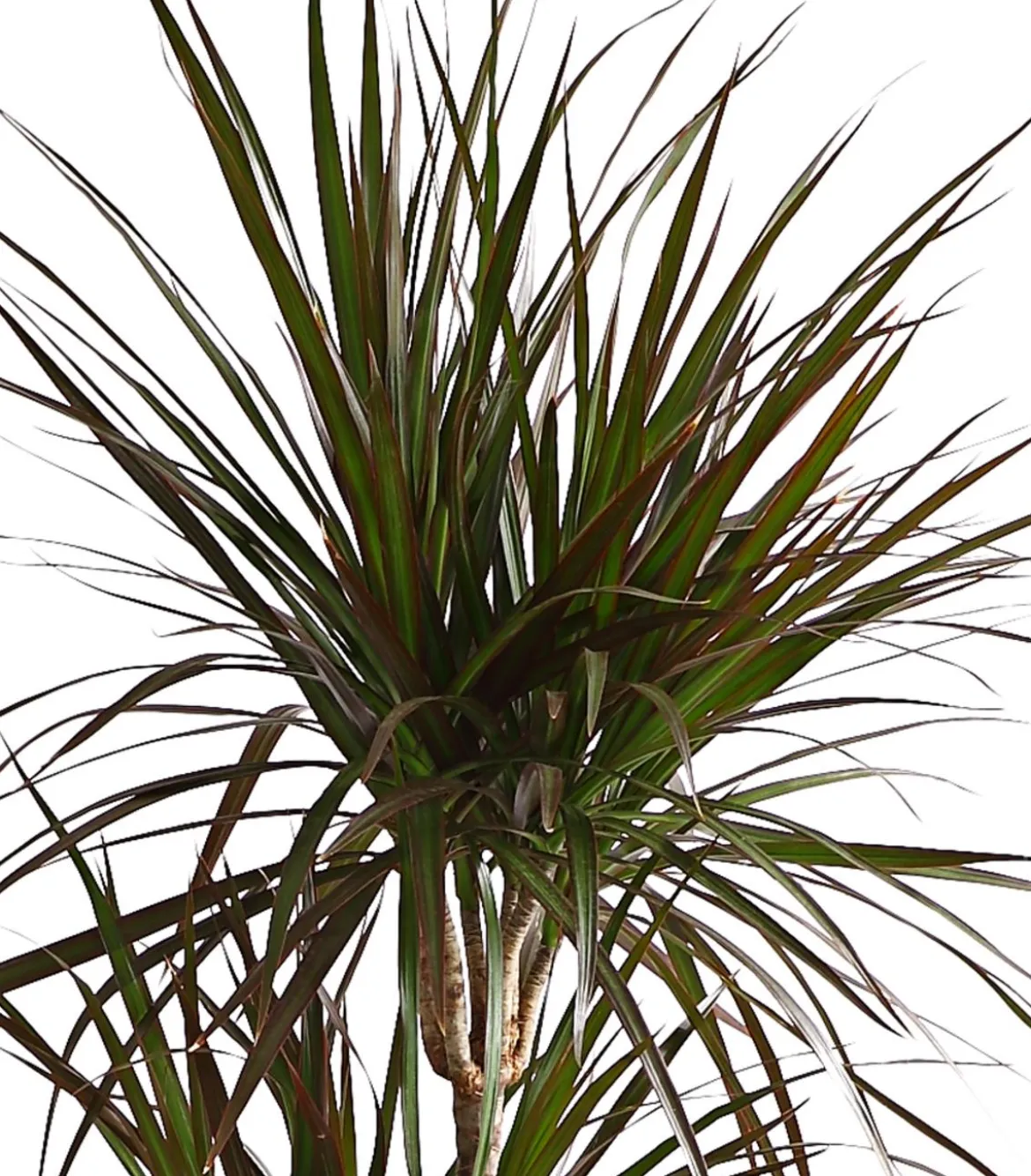 Drachenbaum - Dracaena marginata 'Magenta'
