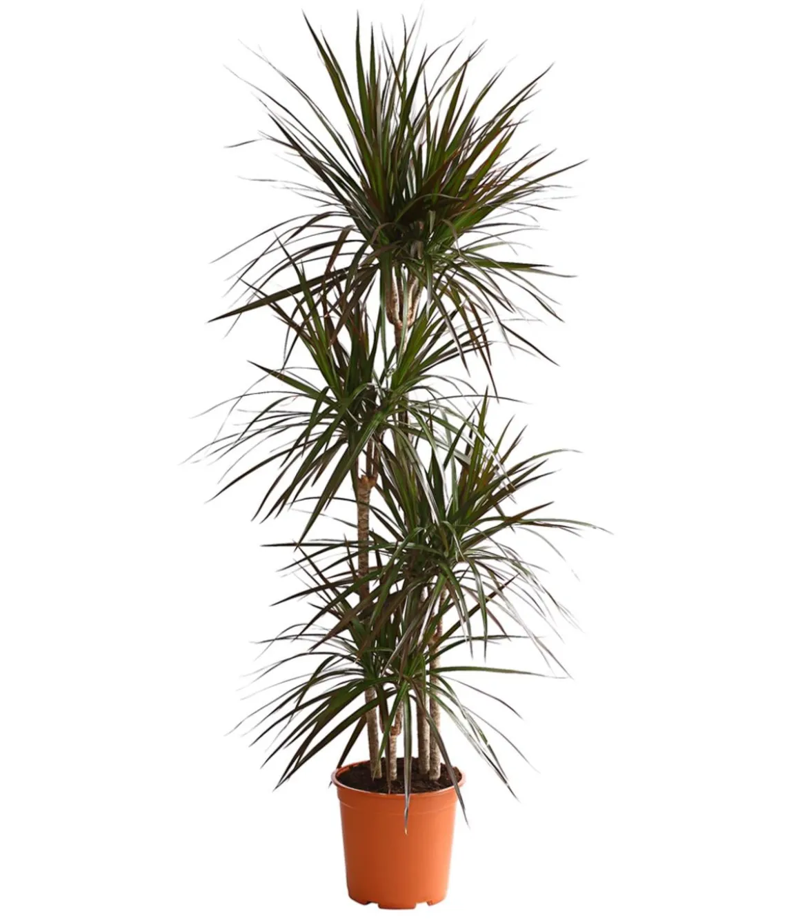 Drachenbaum - Dracaena marginata 'Magenta'