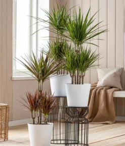 Drachenbaum - Dracaena marginata, Karussell