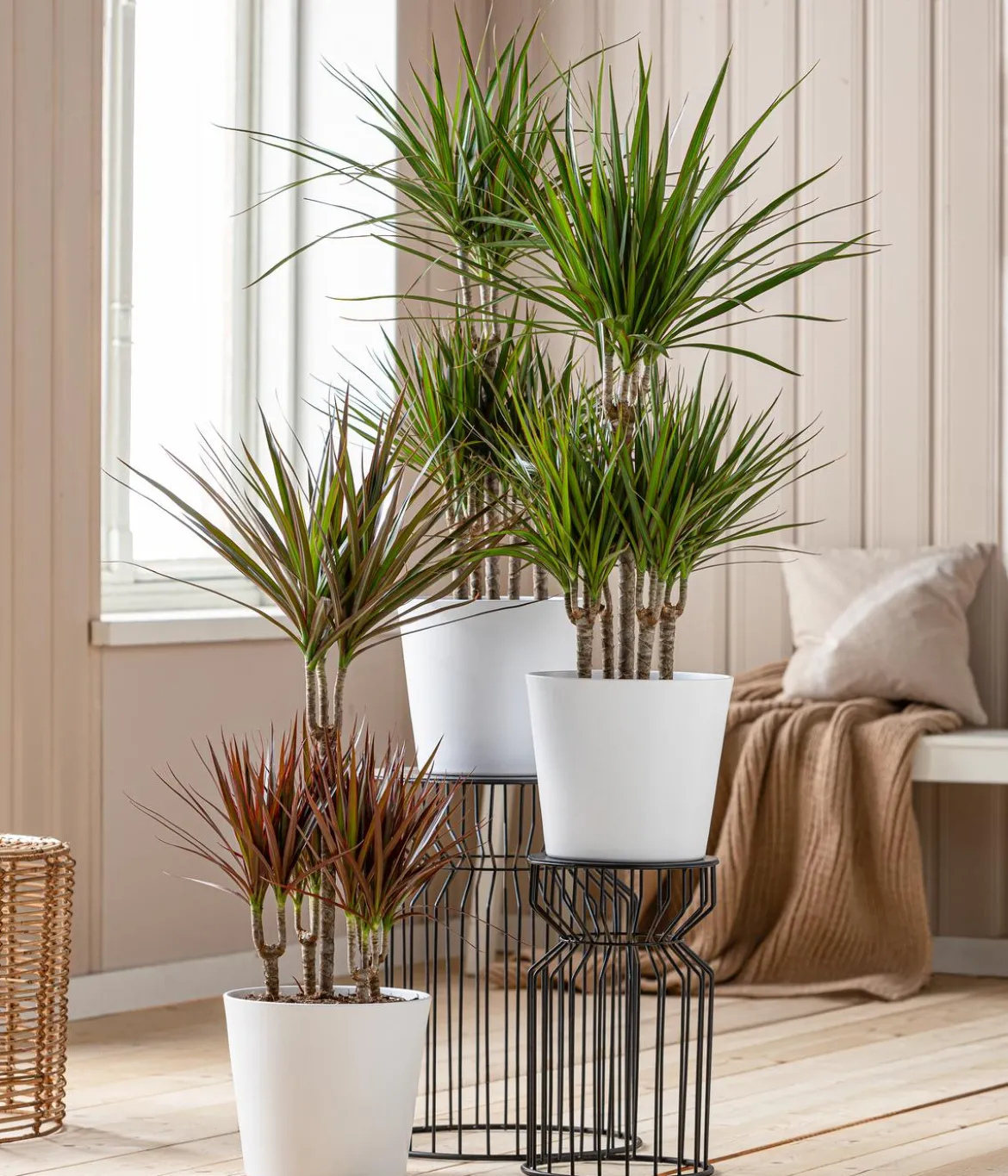 Drachenbaum - Dracaena marginata, Karussell