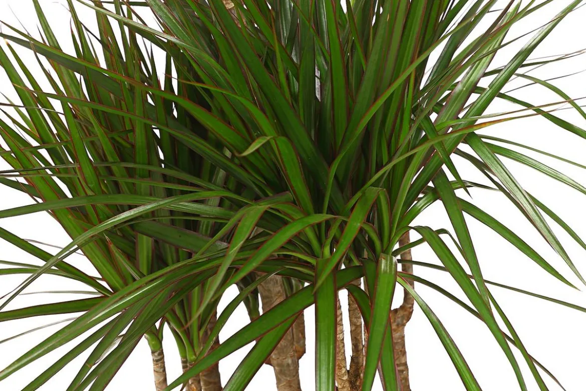 Drachenbaum - Dracaena marginata, Karussell