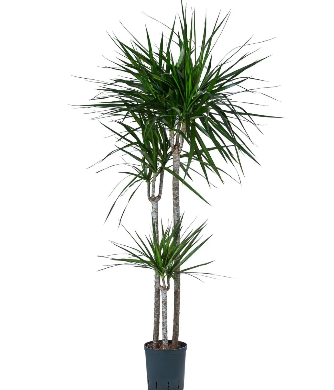 Drachenbaum - Dracaena marginata, Hydrokultur