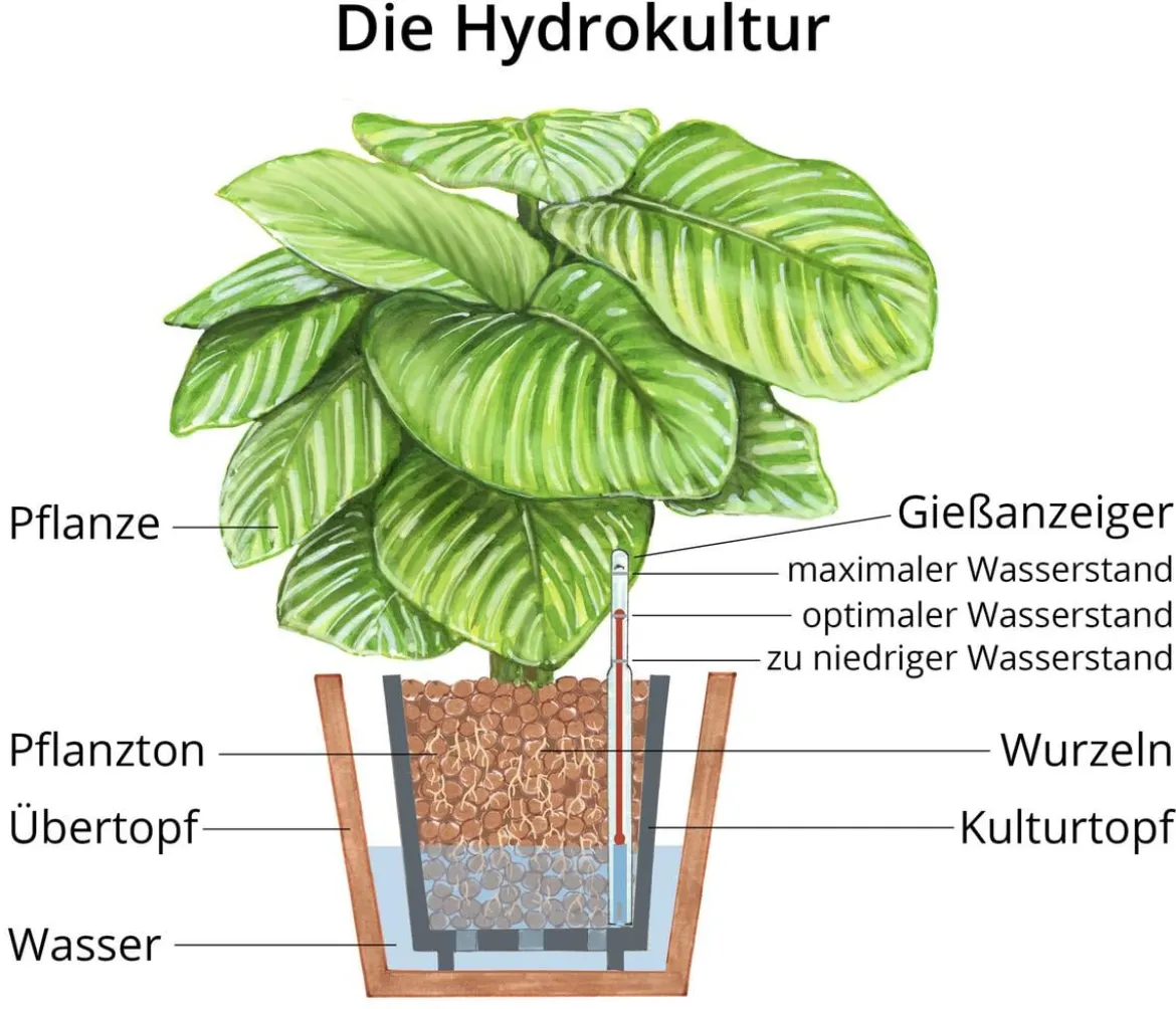 Drachenbaum - Dracaena marginata, Hydrokultur