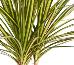 Drachenbaum - Dracaena marginata 'Sunray'
