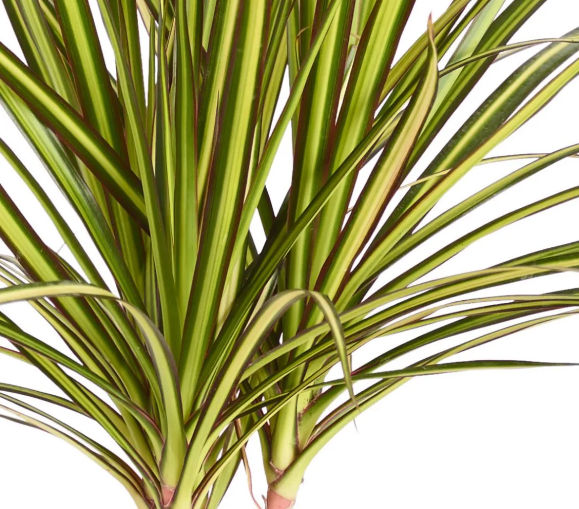 Drachenbaum - Dracaena marginata 'Sunray'