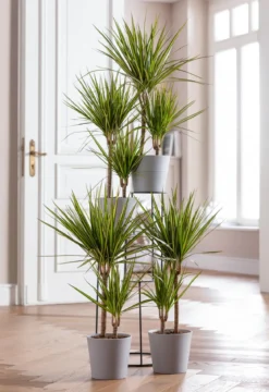 Drachenbaum - Dracaena marginata 'Sunray'