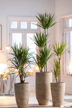 Drachenbaum - Dracaena marginata 'Sunray'