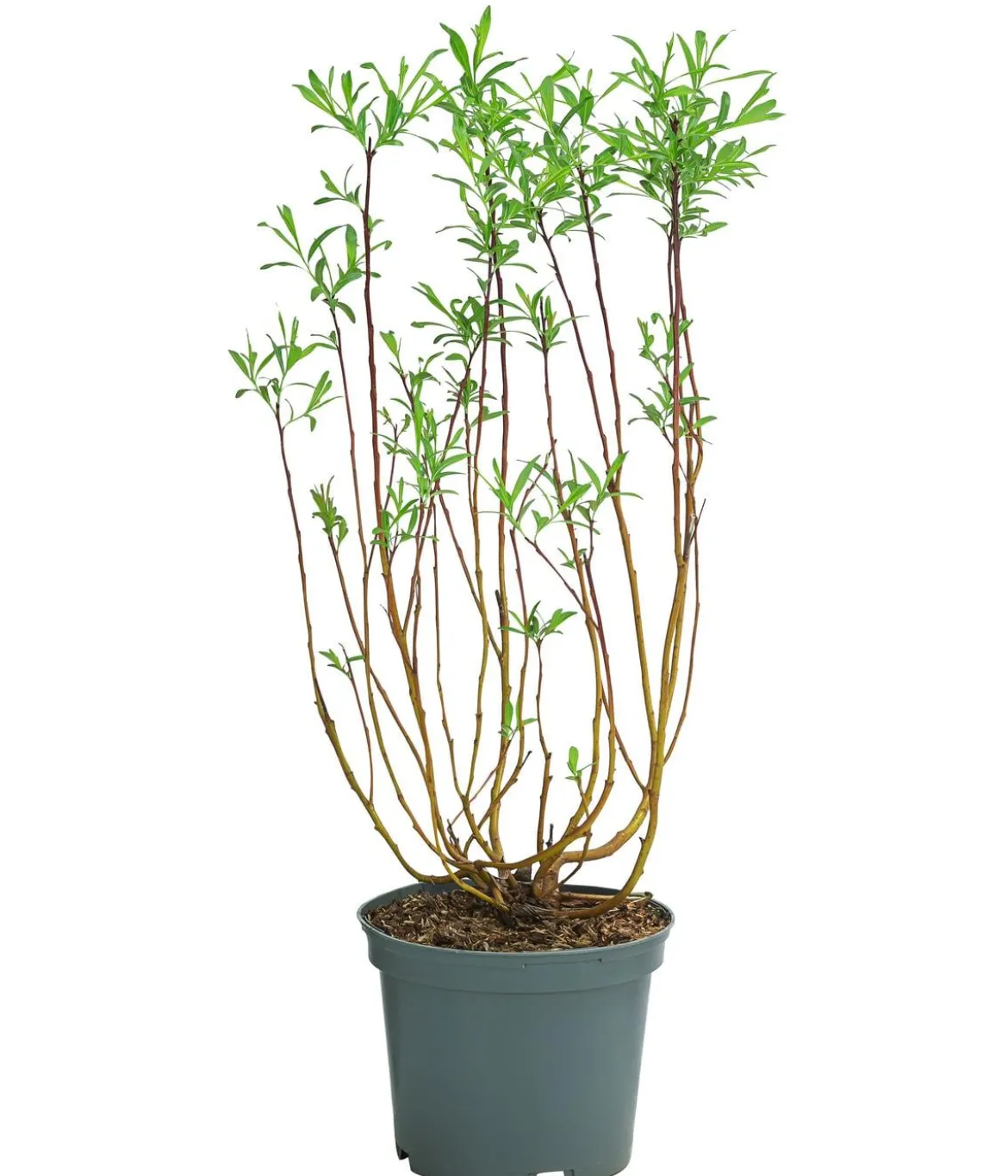 Drachenweide 'Sekka'