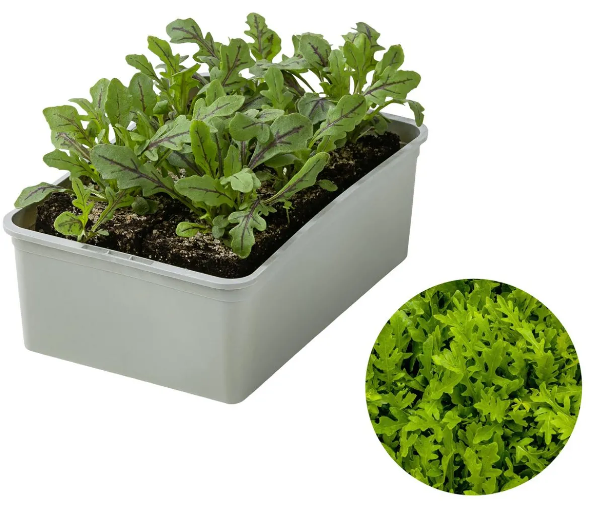 Drachenzungenrucola, 6er Schale