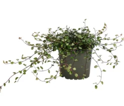 Drahtstrauch - Muehlenbeckia complexa 'Pink Camouflage'