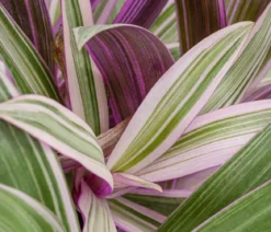 Dreimasterblume - Tradescantia 'Spathacea'