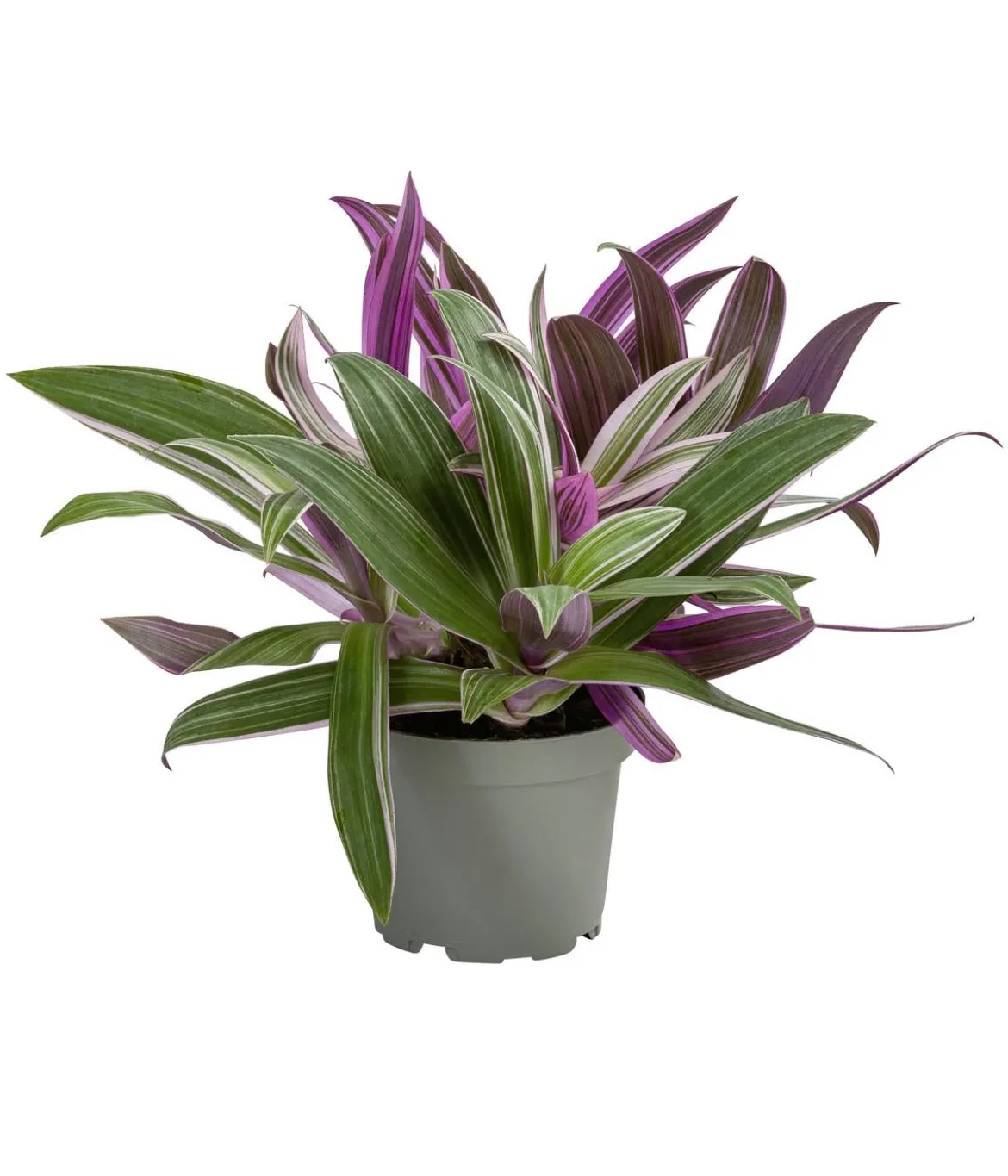 Dreimasterblume - Tradescantia 'Spathacea'