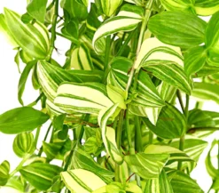 Dreimasterblume - Tradescantia zebrina 'Yellow Hill', Ampel