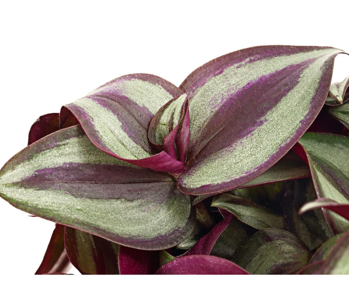 Dreimasterblume - Tradescantia zebrina 'Pink Joy'