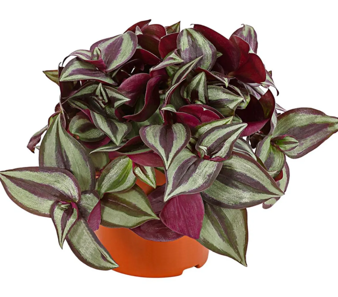 Dreimasterblume - Tradescantia zebrina 'Pink Joy'
