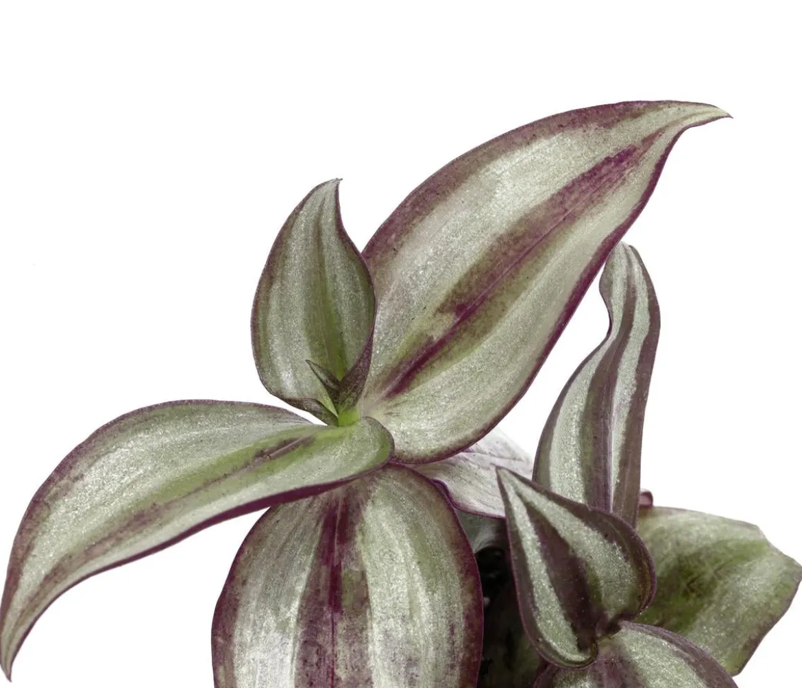 Dreimasterblume - Tradescantia 'Purple Passion'