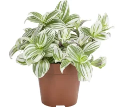 Dreimasterblume - Tradescantia zebrina 'Brightness'