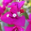 Drillingsblume, Busch