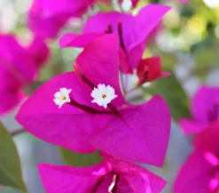 Drillingsblume, Busch