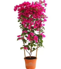 Drillingsblume 'Renate', Spalier
