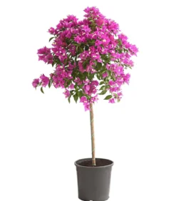 Drillingsblume, Stämmchen
