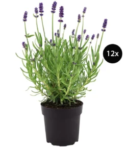 Duftlavendel, 12er-Set
