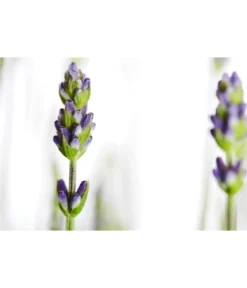 Duftlavendel, 18er-Set