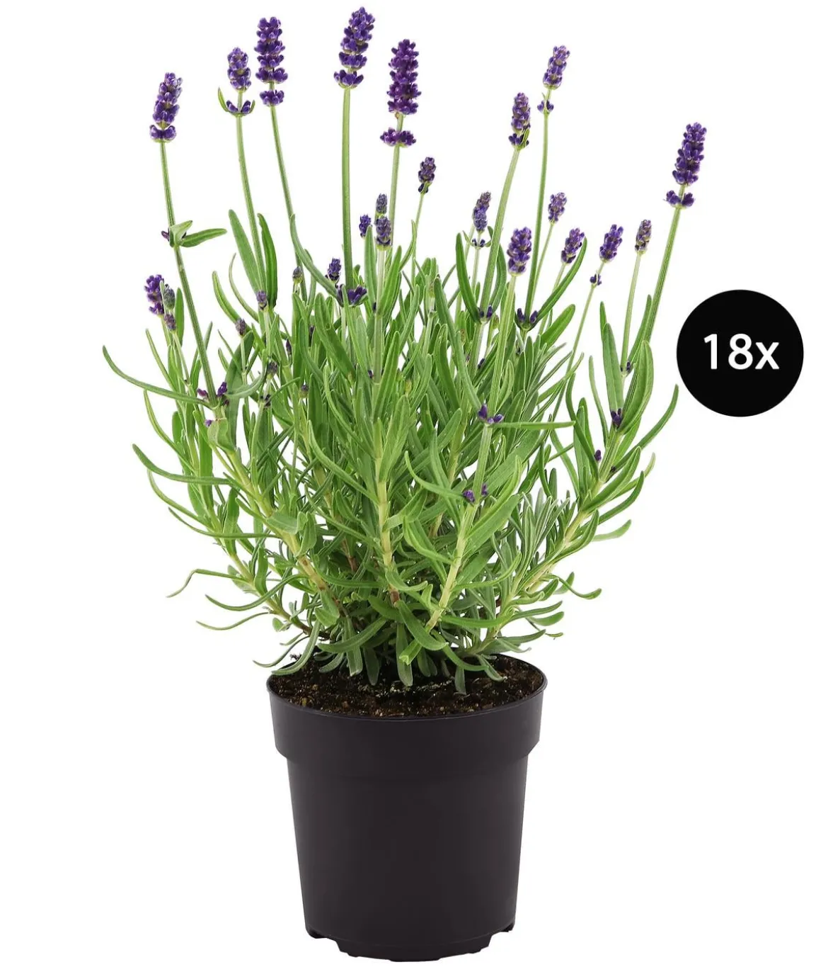 Duftlavendel, 18er-Set