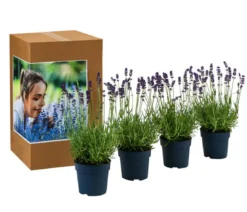 Duft-Lavendel 'Felice', 4er-Set