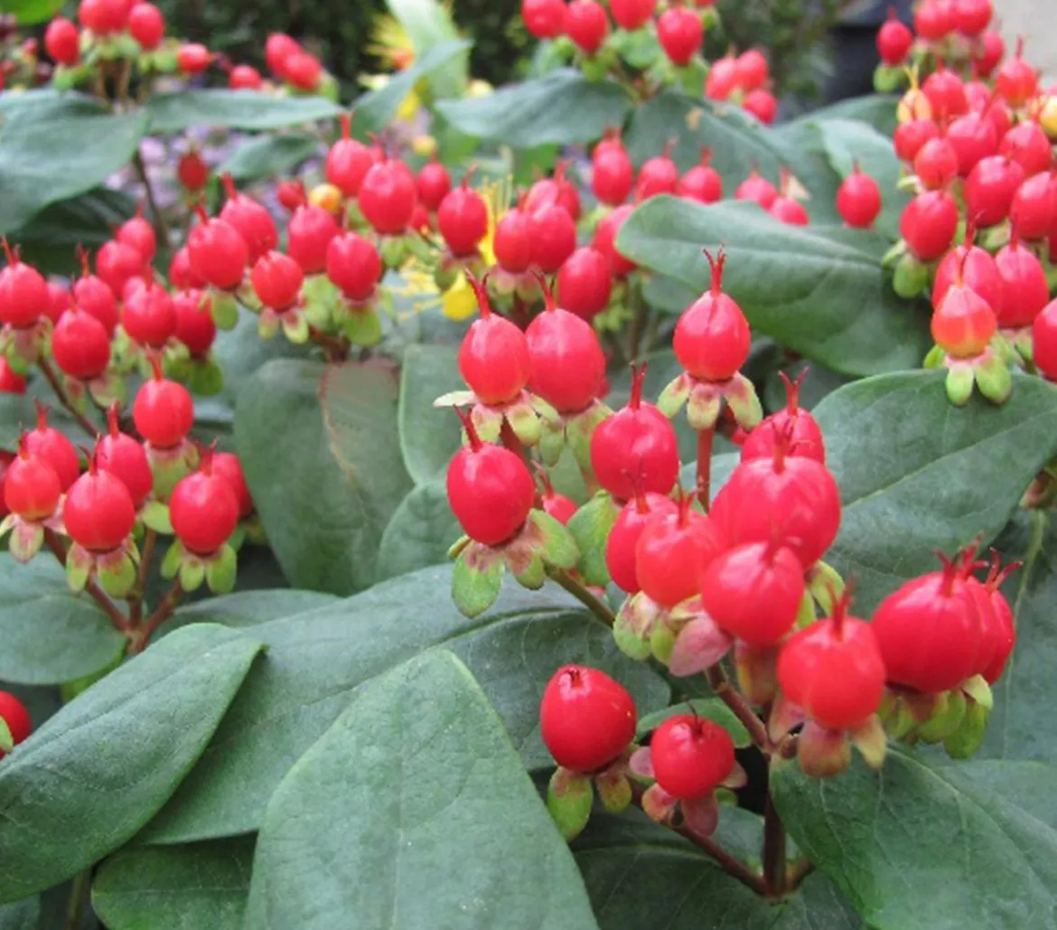 Duftloses Johanniskraut 'Magical Red Star'