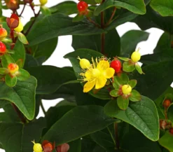 Duftloses Johanniskraut 'Magical Red Star'