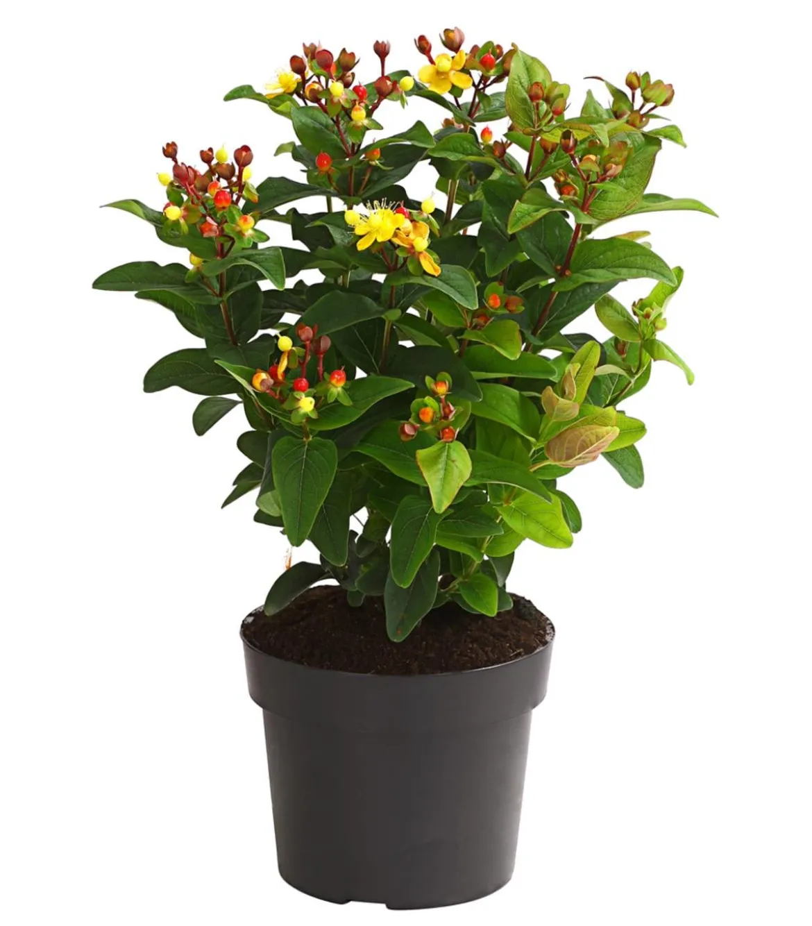 Duftloses Johanniskraut 'Magical Red Star'
