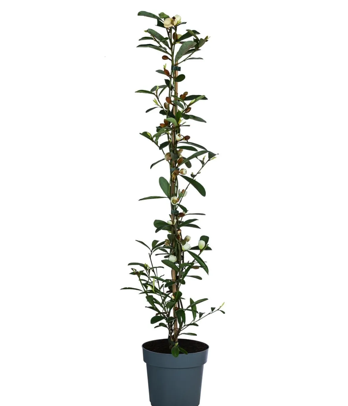 Duft-Magnolie 'Vanilla Pearls'
