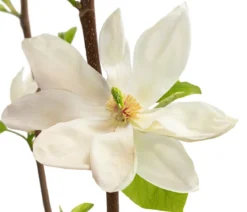 Duft-Magnolie 'Yellow Bird'
