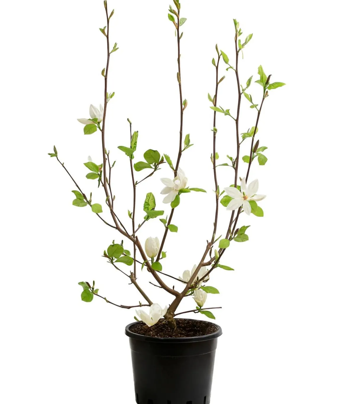 Duft-Magnolie 'Yellow Bird'