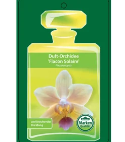 Duft-Orchidee - Phalaenopsis-Hybride 'Flacon Solaire'