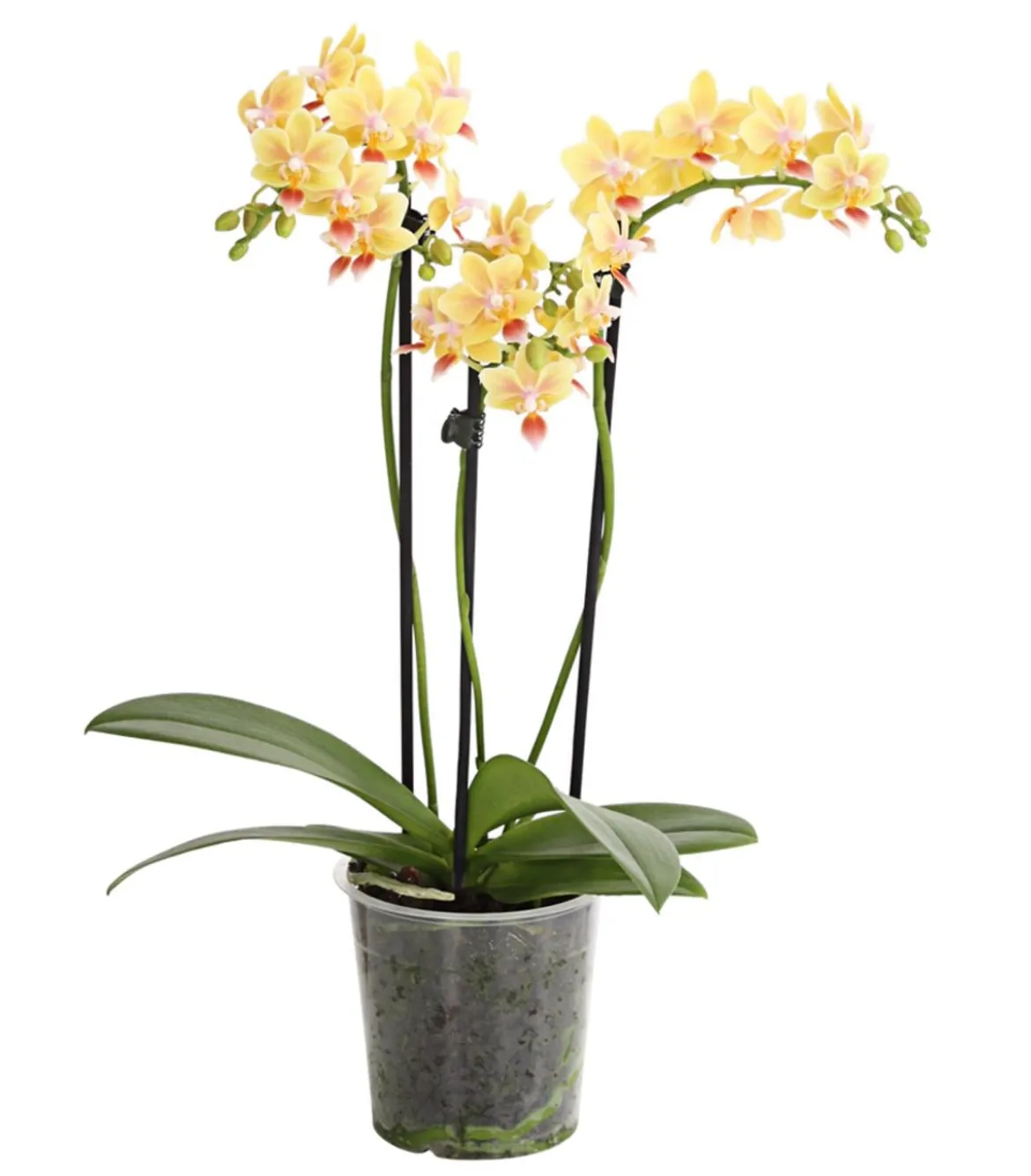 Duft-Orchidee - Phalaenopsis-Hybride 'Flacon Solaire'