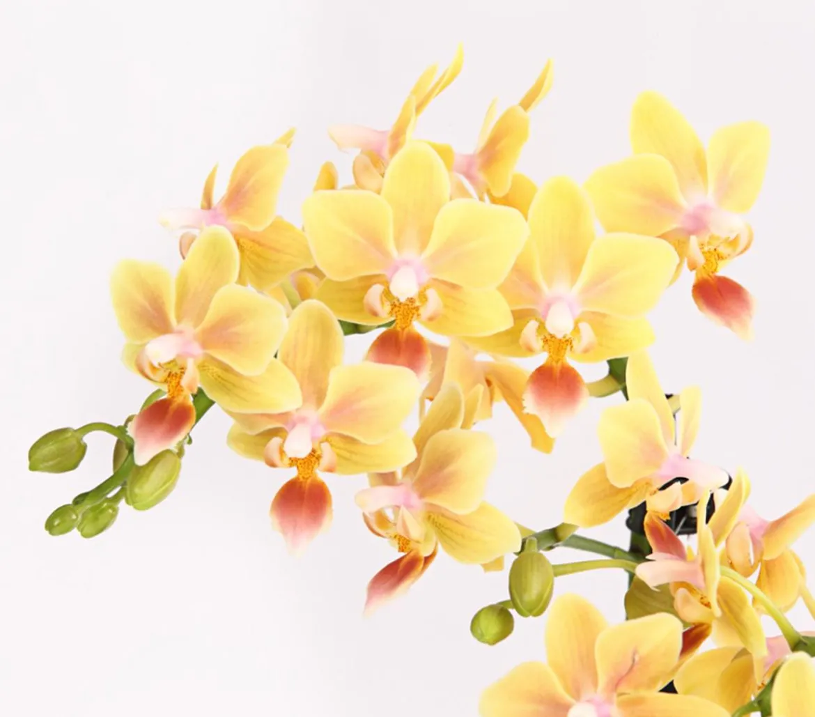 Duft-Orchidee - Phalaenopsis-Hybride 'Flacon Solaire'