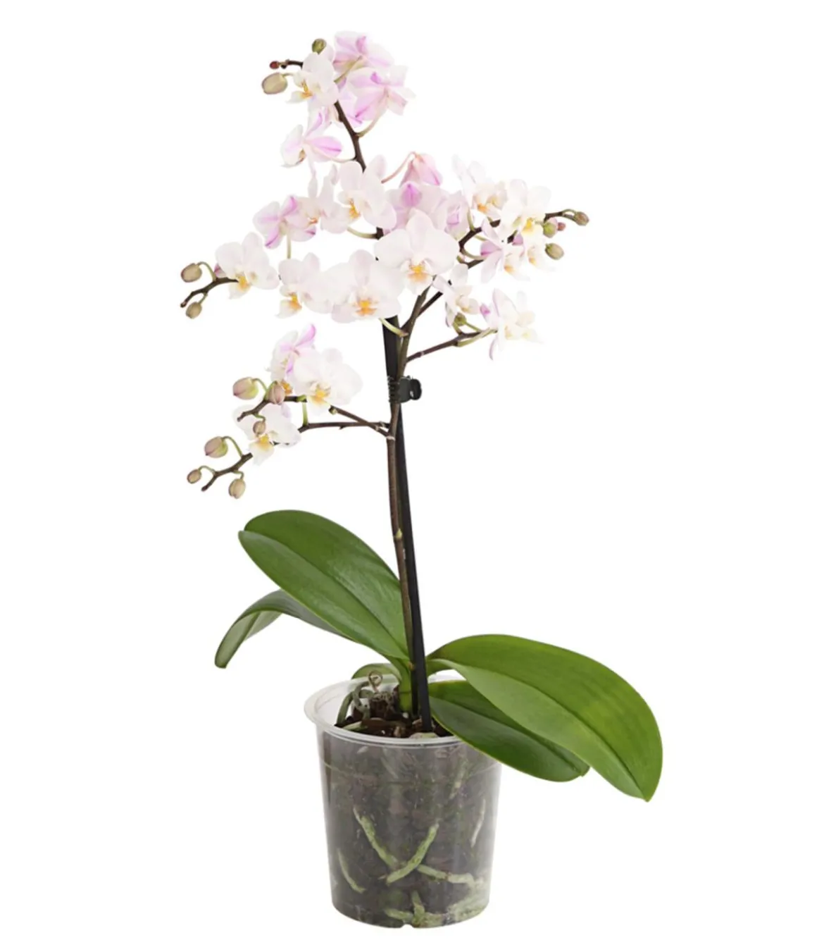 Duft-Orchidee - Phalaenopsis-Hybride 'Flacon Solaire'